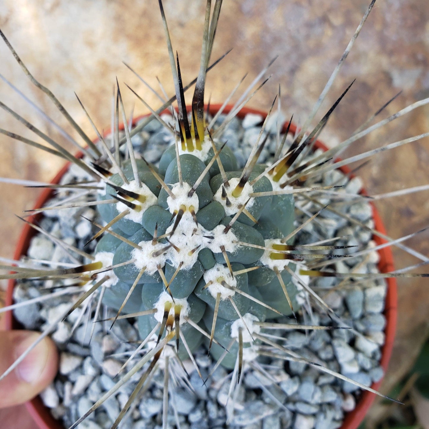 Stetsonia Coryne