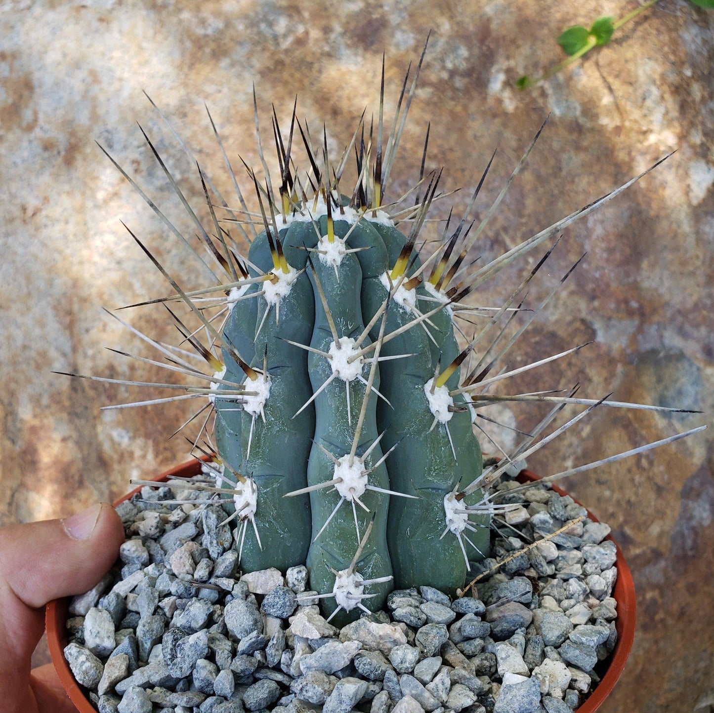 Stetsonia Coryne