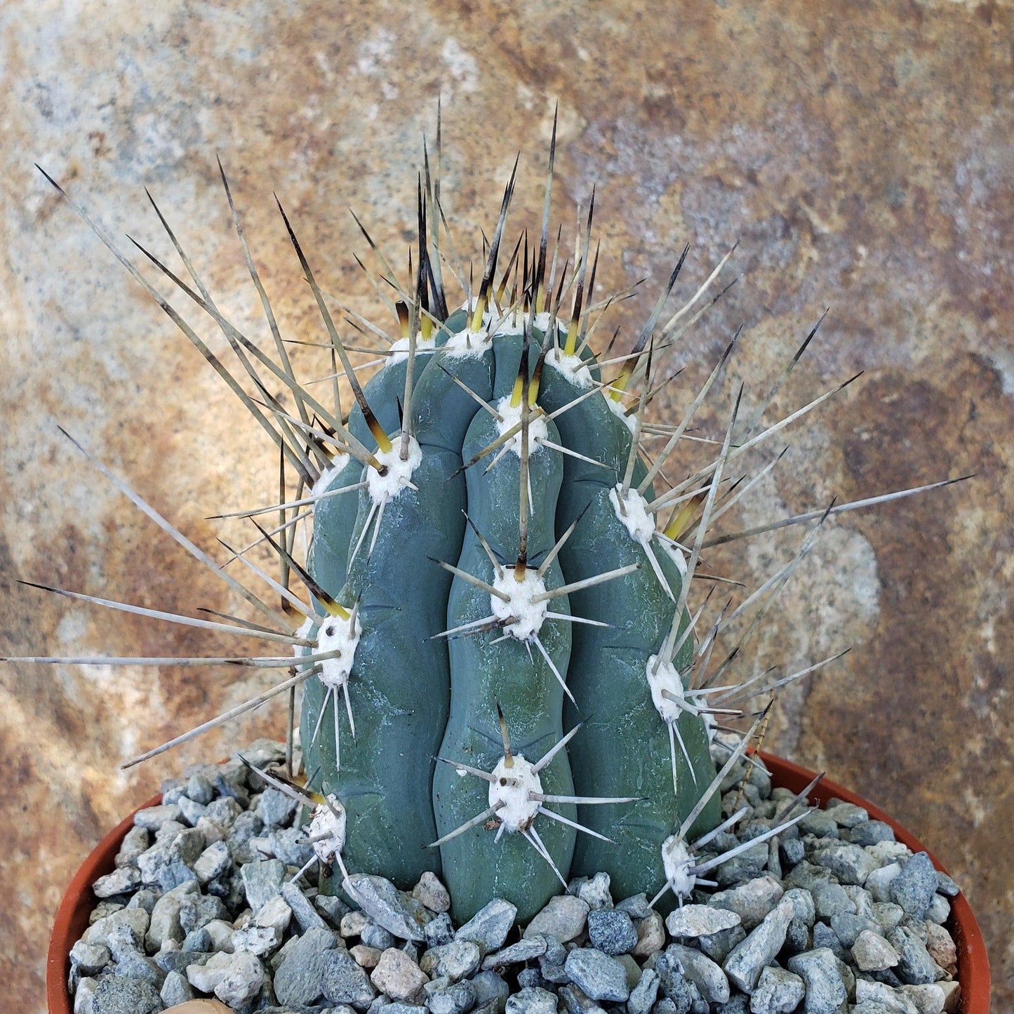 Stetsonia Coryne