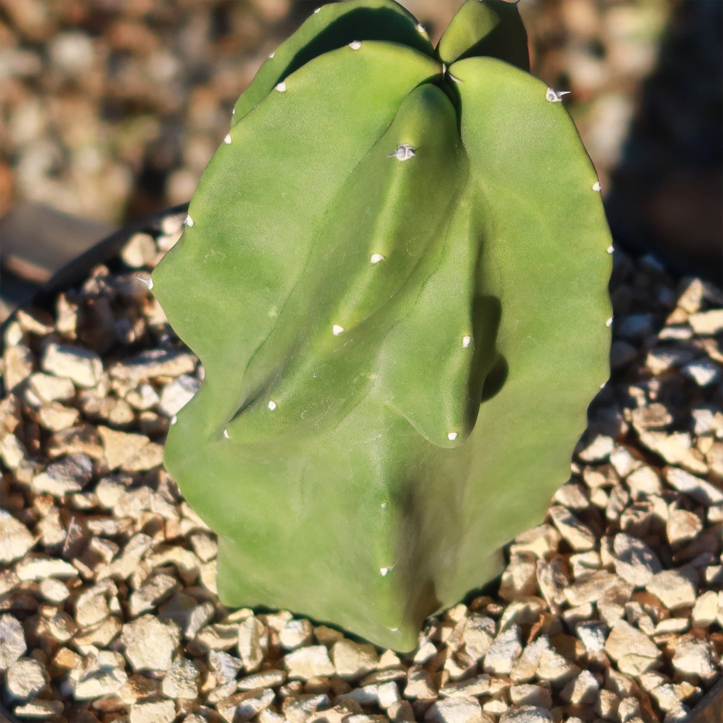 Totem Pole Cactus 'Pachycereus schottii 'monstrosus'