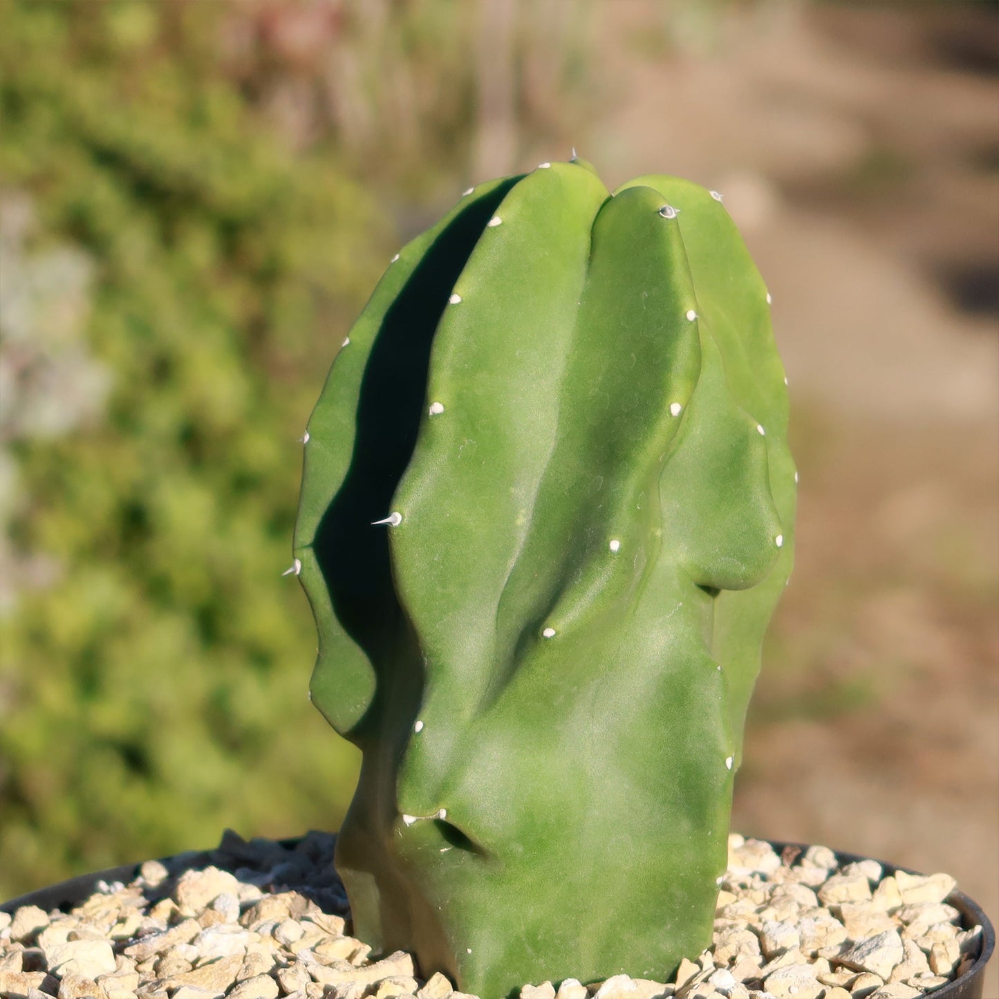 Totem Pole Cactus 'Pachycereus schottii 'monstrosus'