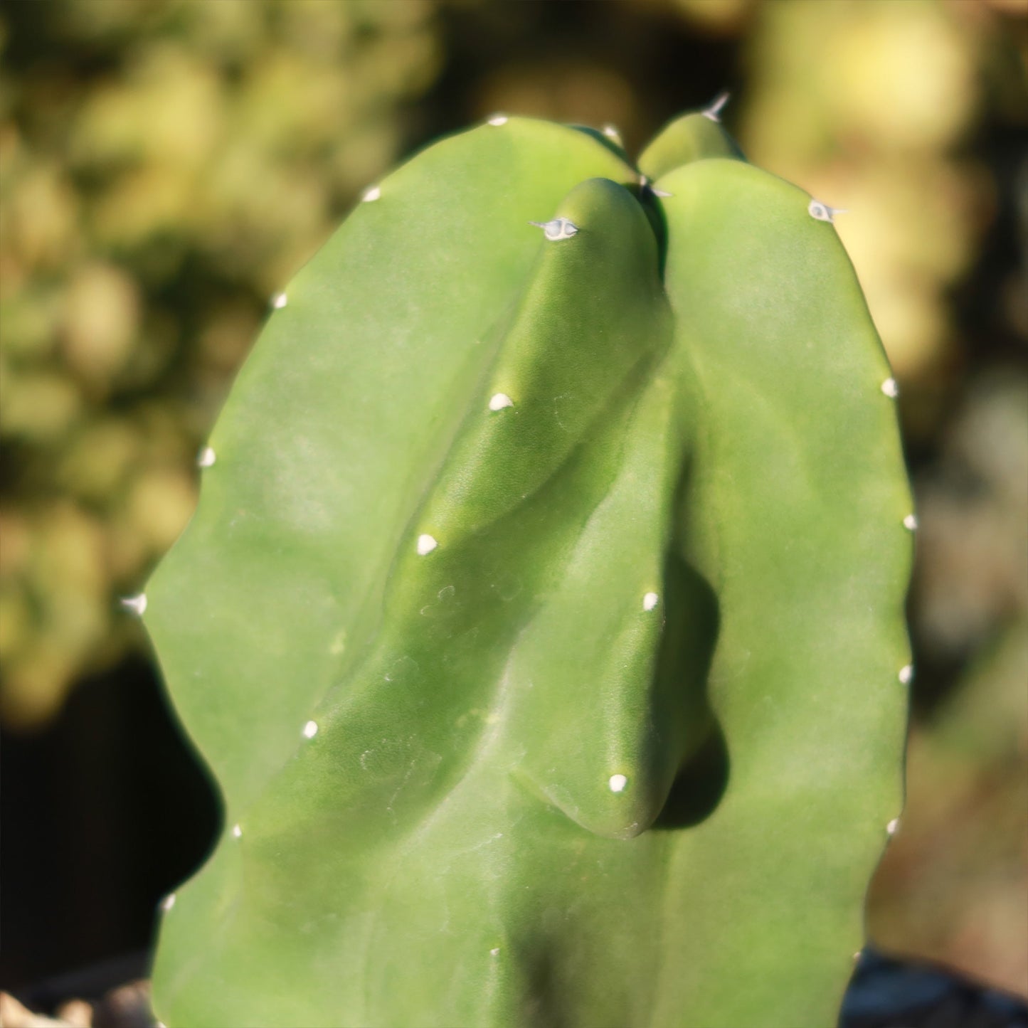 Totem Pole Cactus 'Pachycereus schottii 'monstrosus'