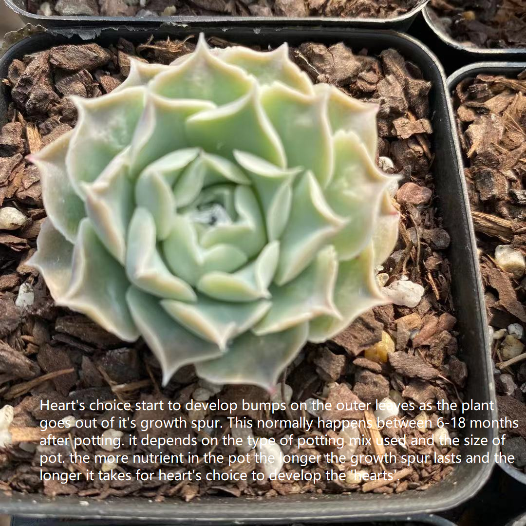 Echeveria heart choice