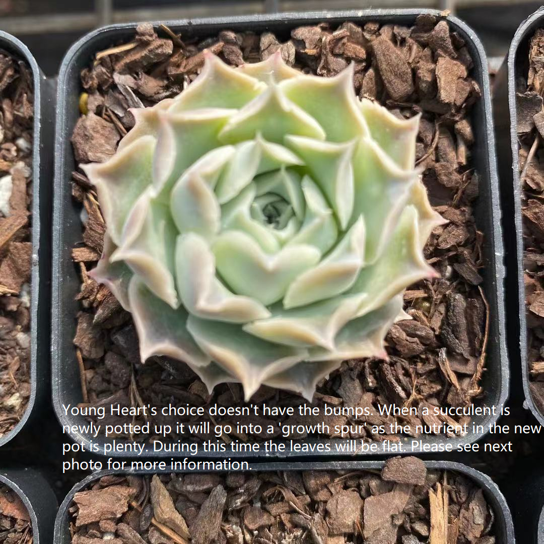 Echeveria heart choice