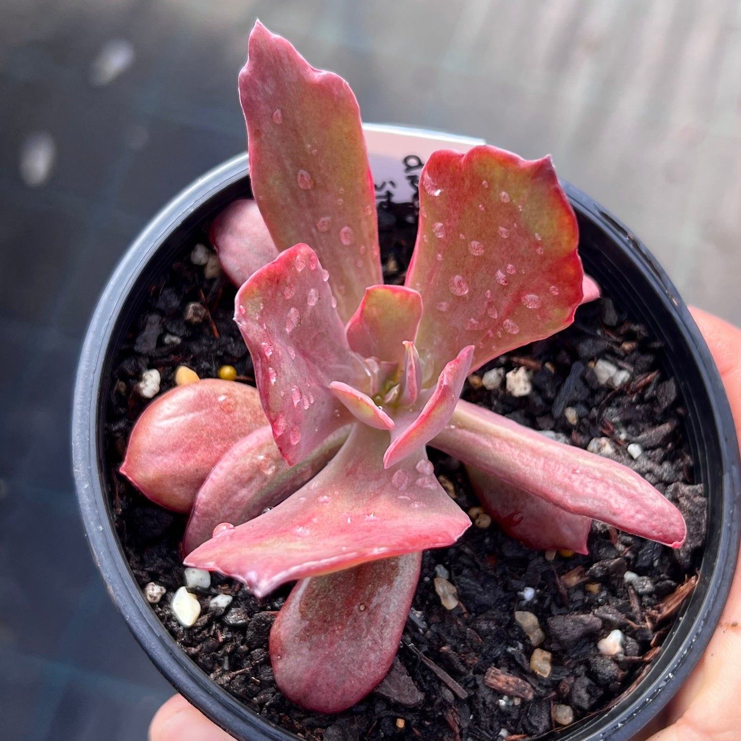 Echeveria diamond state