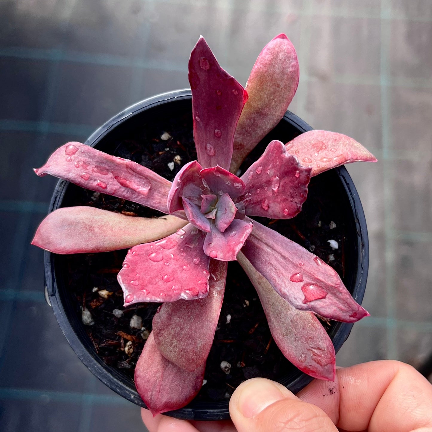 Echeveria diamond state