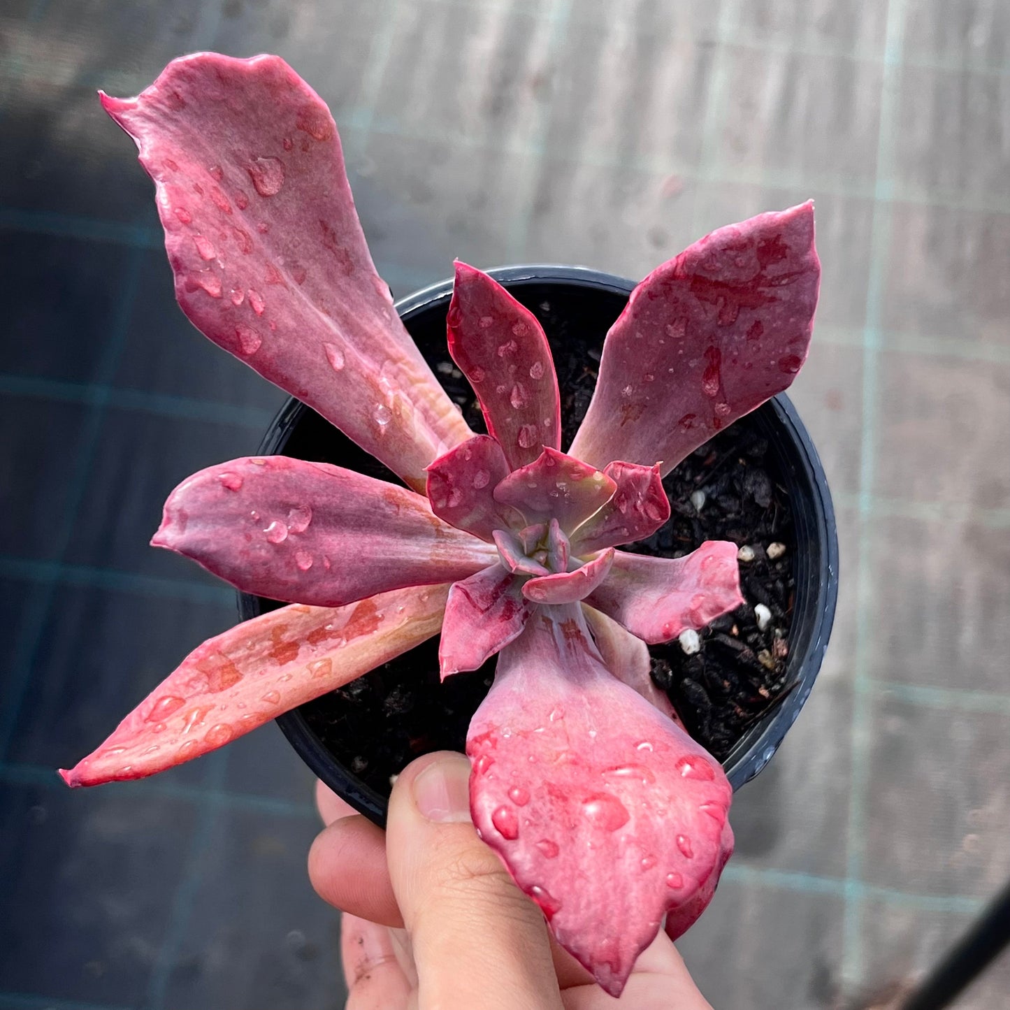 Echeveria diamond state
