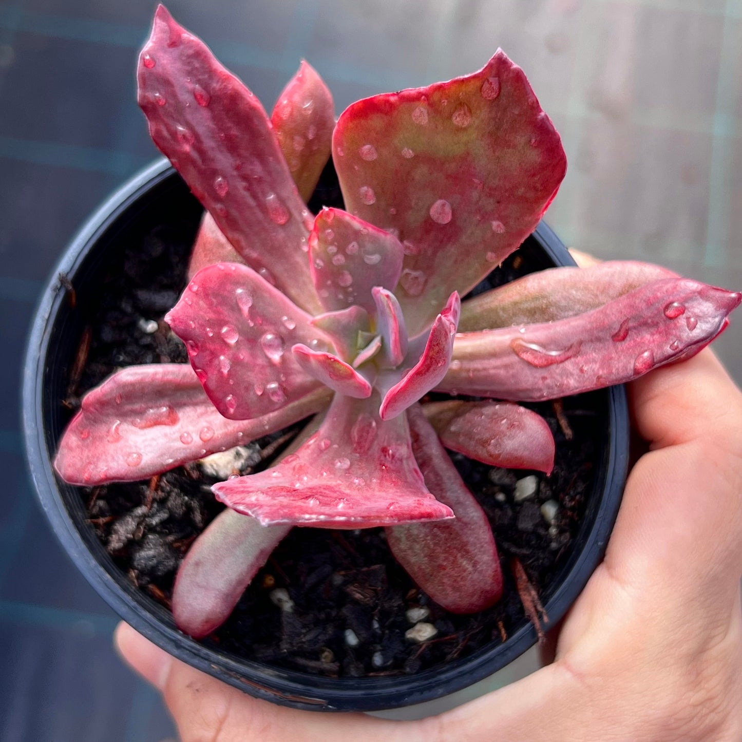 Echeveria diamond state