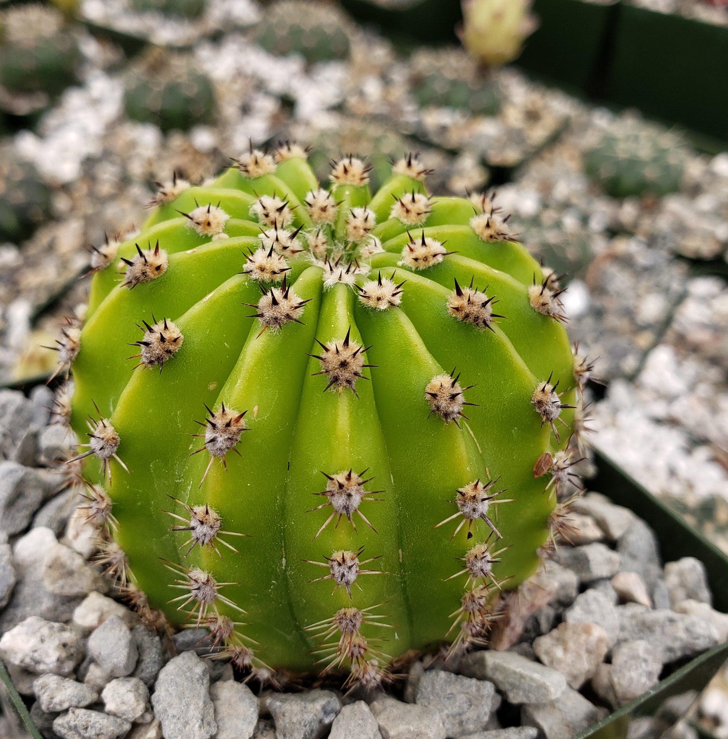 Easter Lily Cactus 'Echinopsis oxygona'