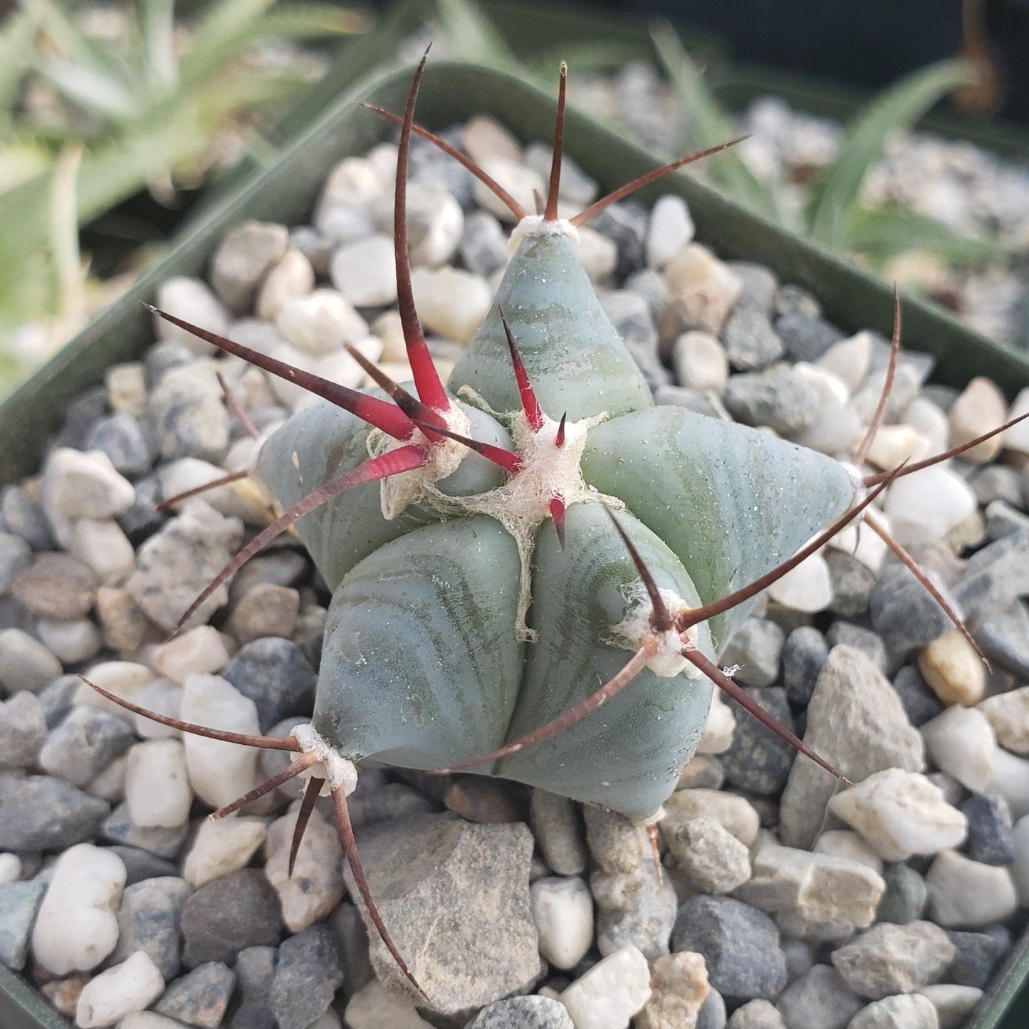 Echinocactus ingens