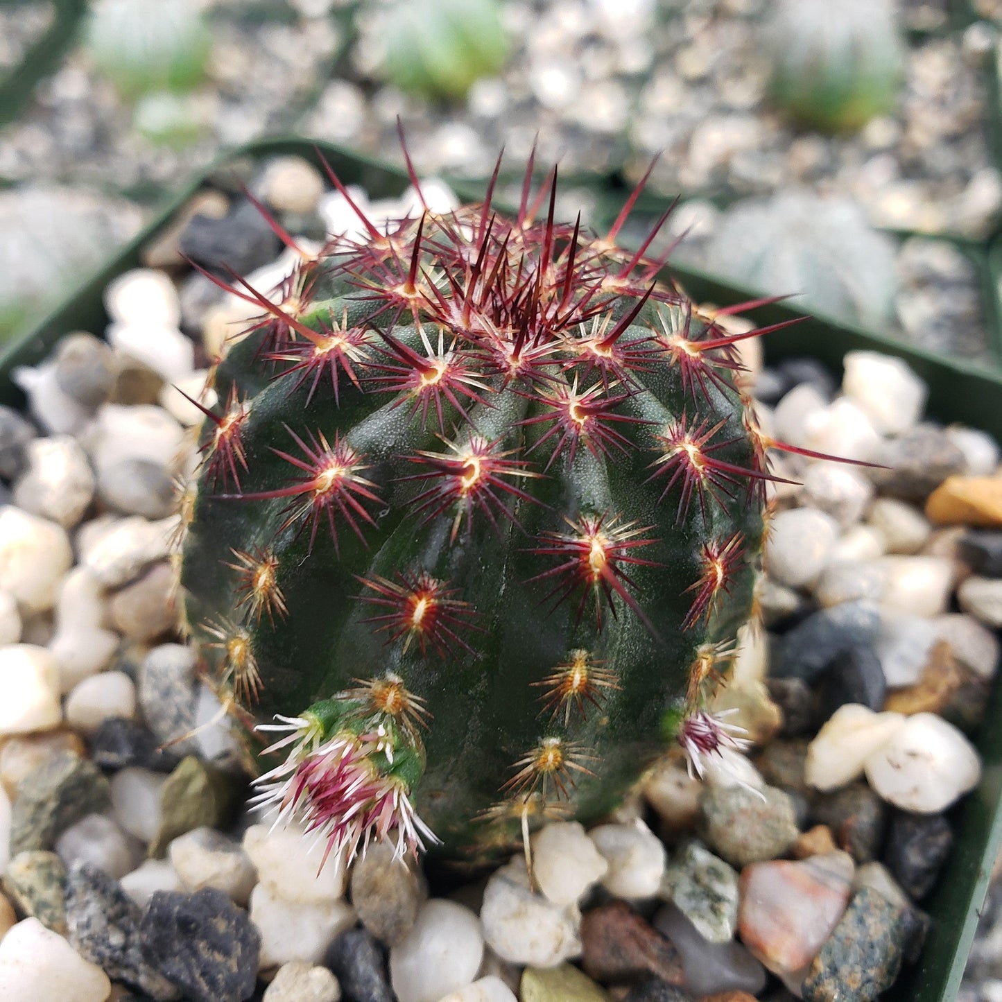 Echinocereus davisii