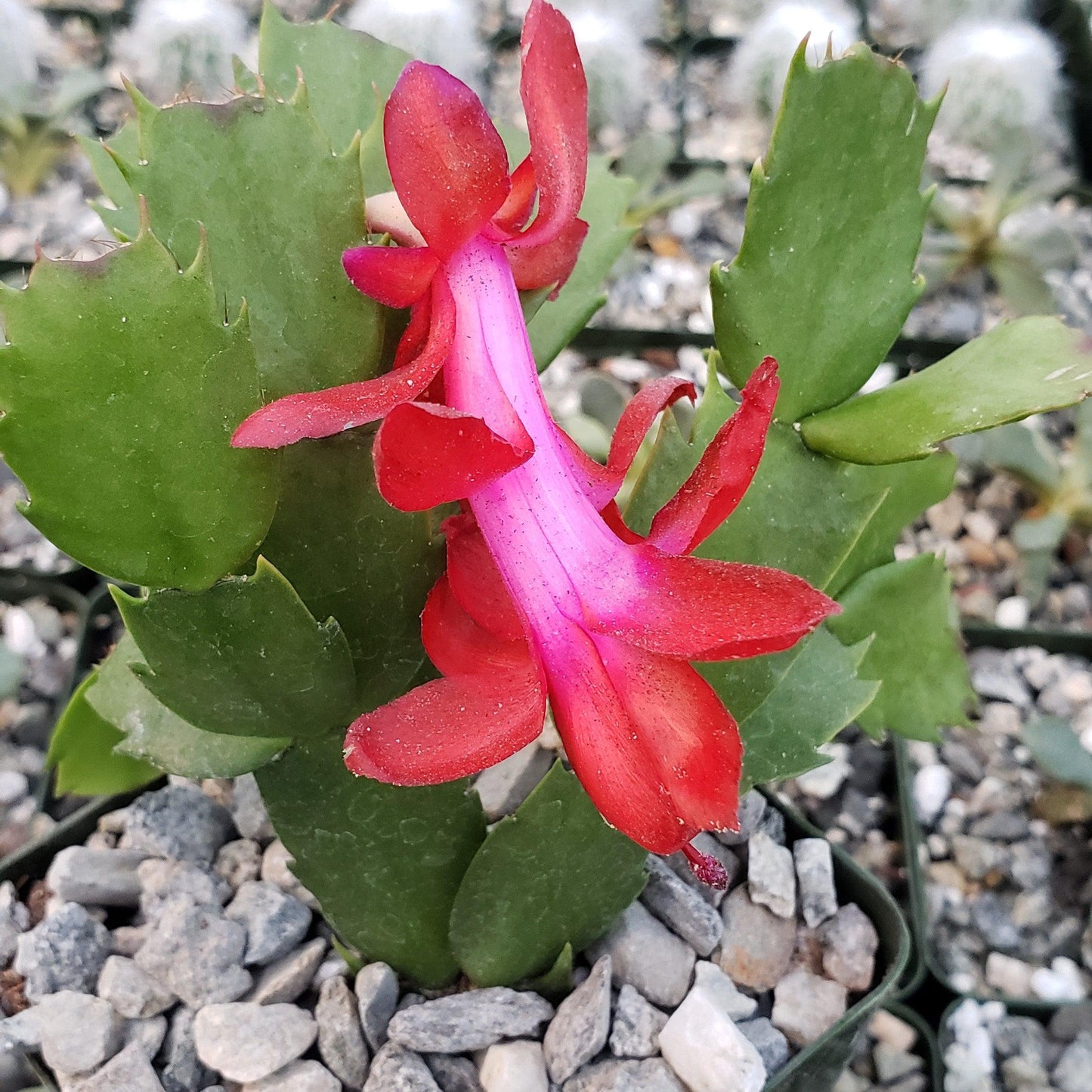 Red Thanksgiving Cactus 'Schlumbergera truncata'