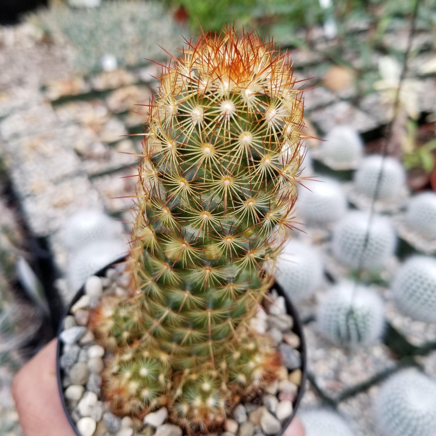 Copper King Cactus - Mammillaria elongata ‘Copper King’