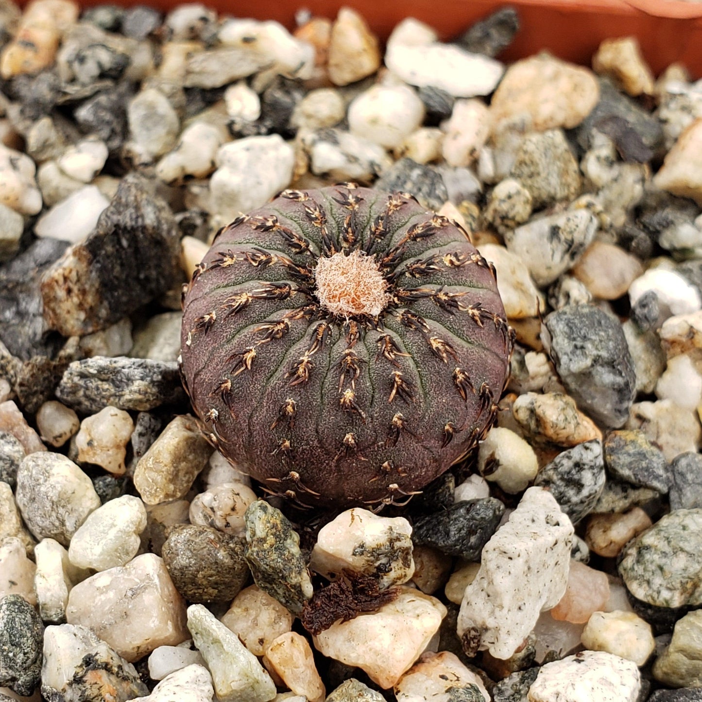 Frailea castanea