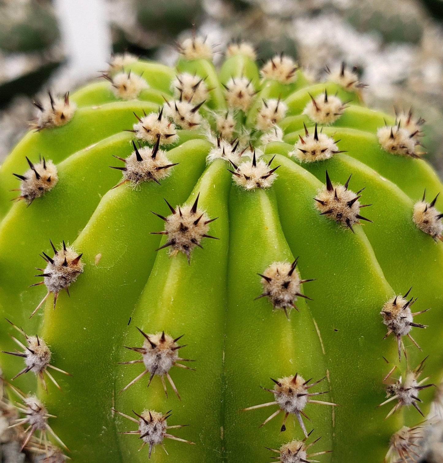 Easter Lily Cactus 'Echinopsis oxygona'