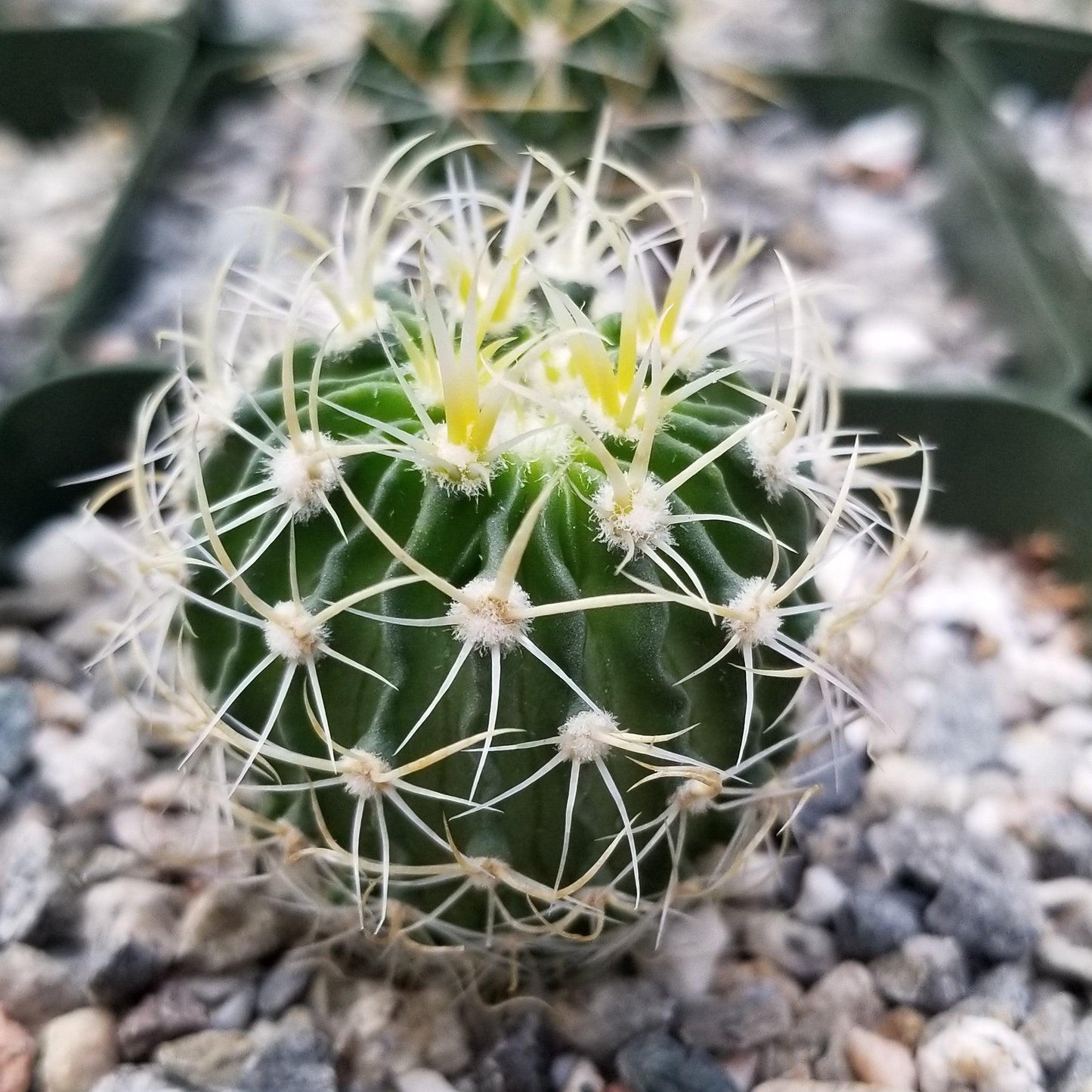 Echinofossulocactus longispinus