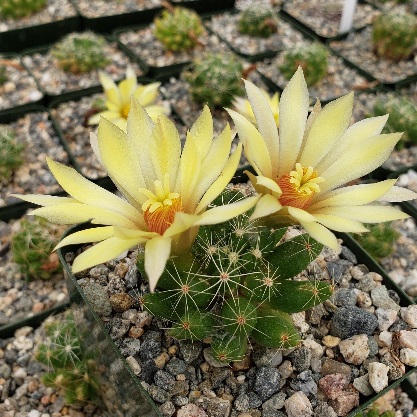 Mammillaria sphaerica