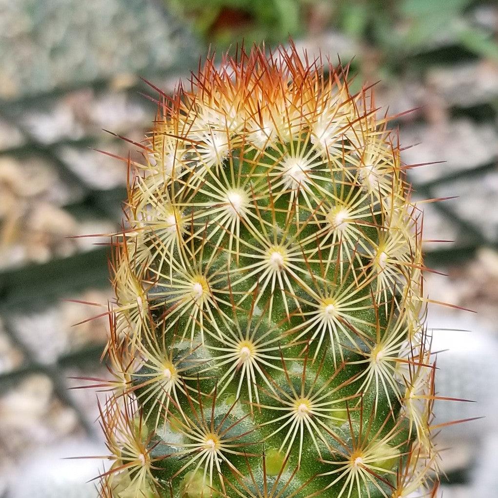 Copper King Cactus - Mammillaria elongata ‘Copper King’