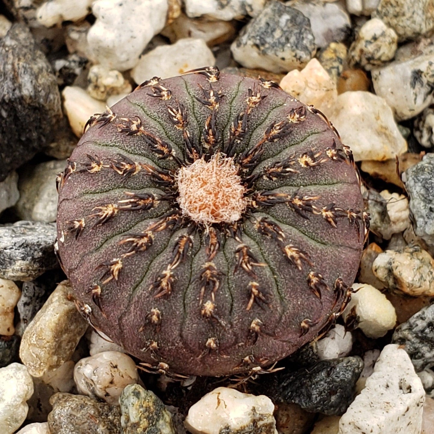Frailea castanea
