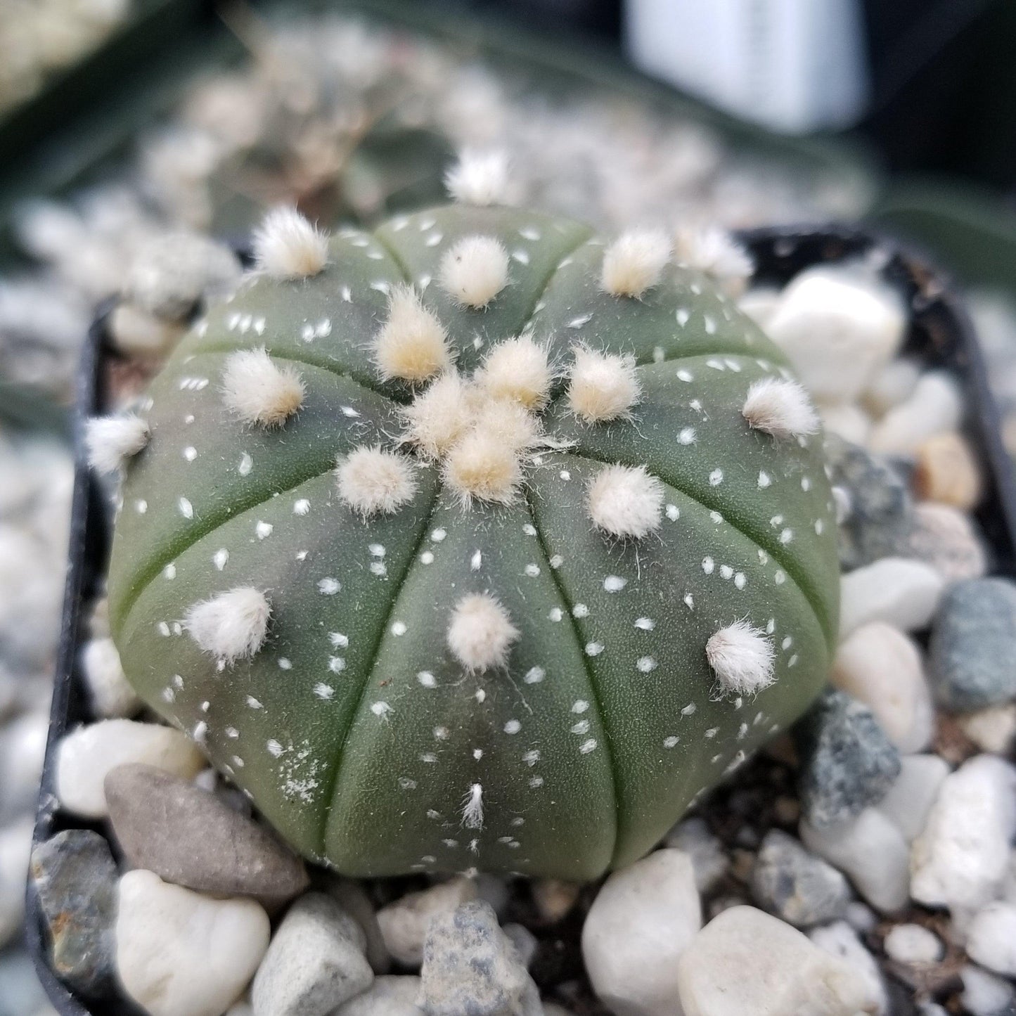 Sand Dollar Cactus 'Astrophytum asterias'