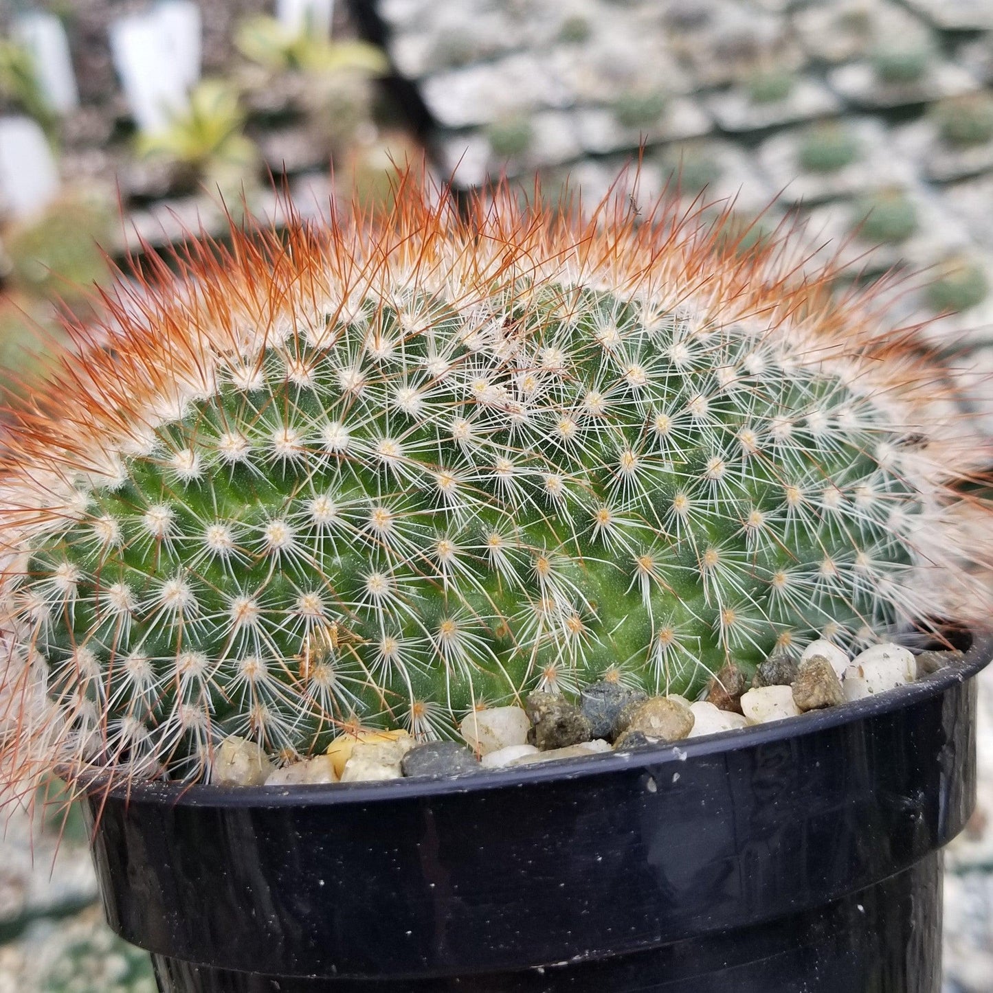 Mammillaeria Spinosissima Cristata