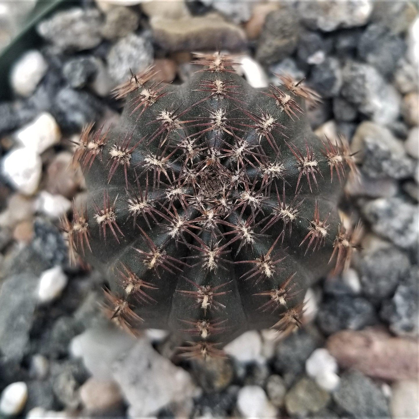 Lobivia amblayensis