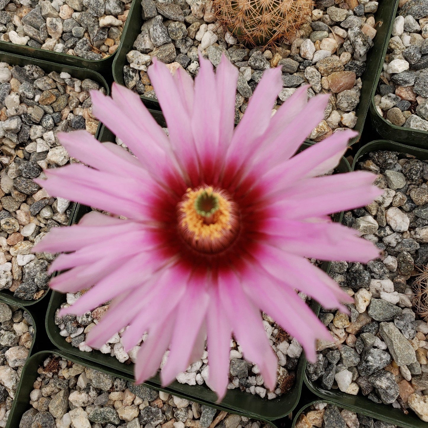 Echinocereus Fitchii