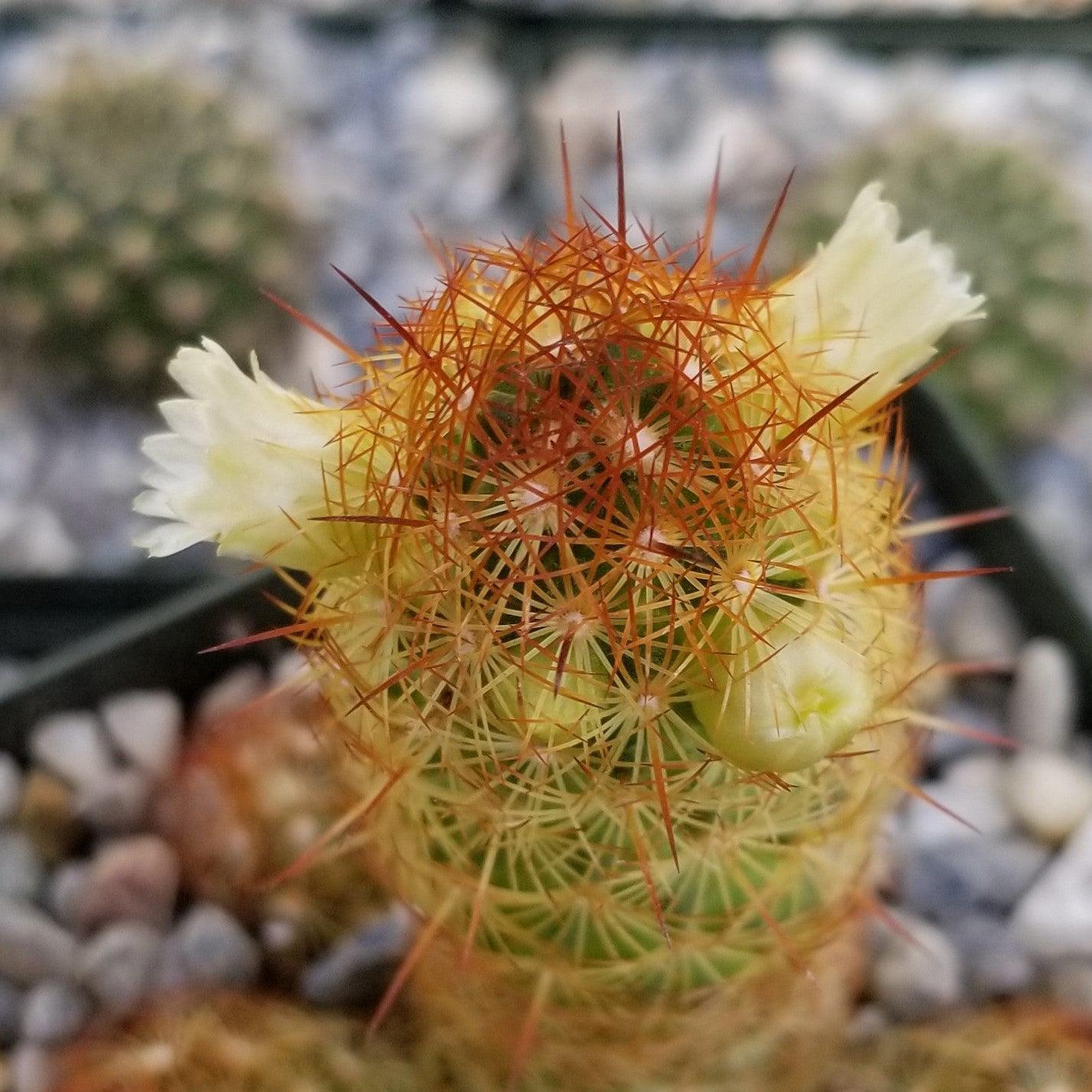Copper King Cactus - Mammillaria elongata ‘Copper King’