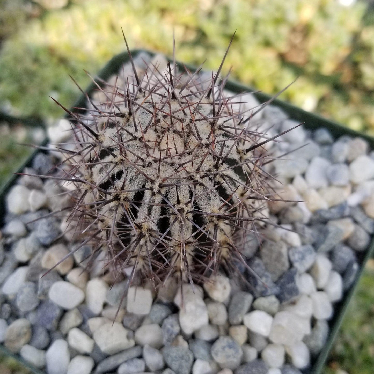Echinopsis cv. Haku-Jo.