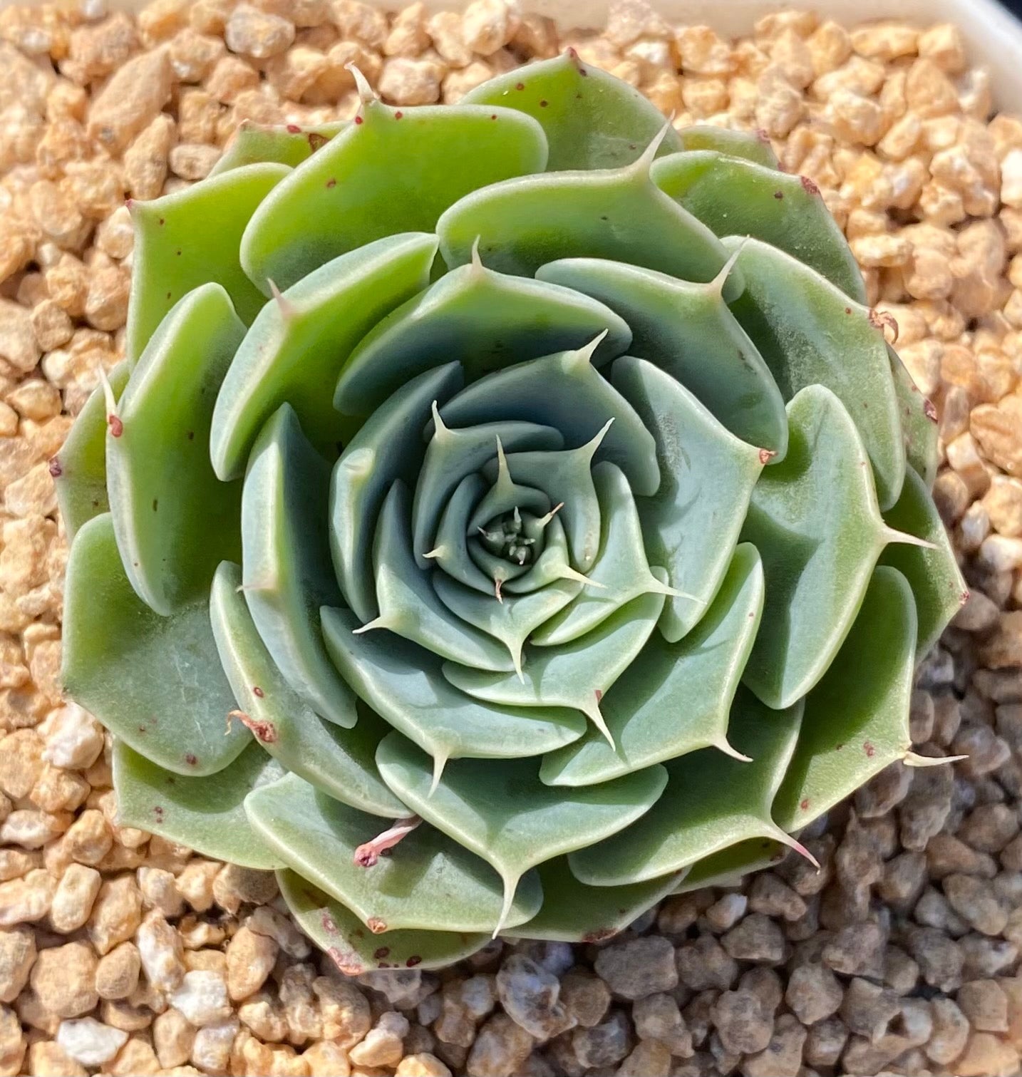Echeveria sky rose