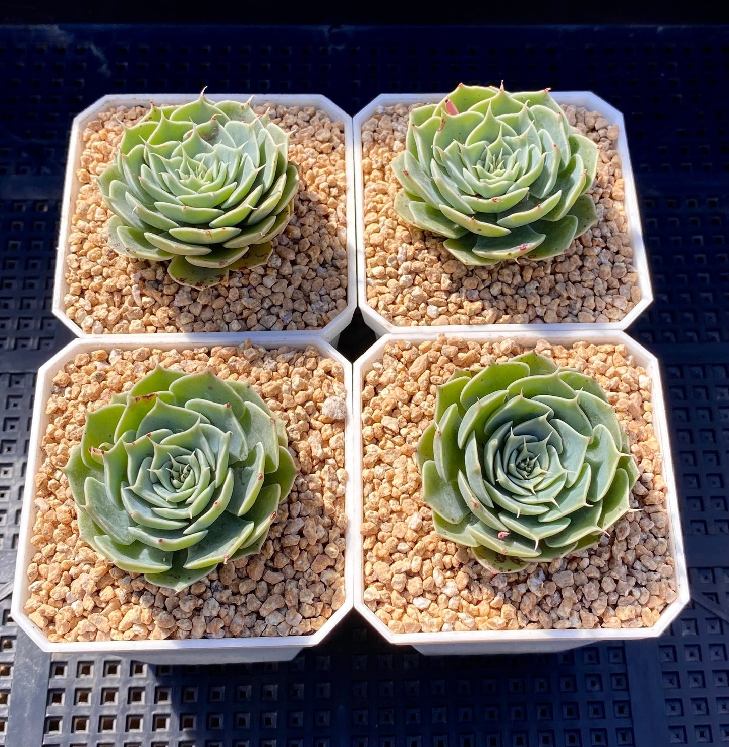 Echeveria sky rose