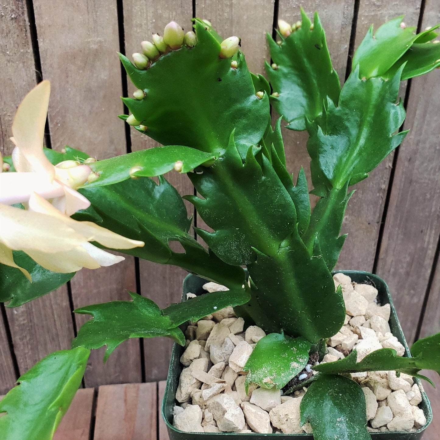 White Thanksgiving Cactus 'Schlumbergera truncata'