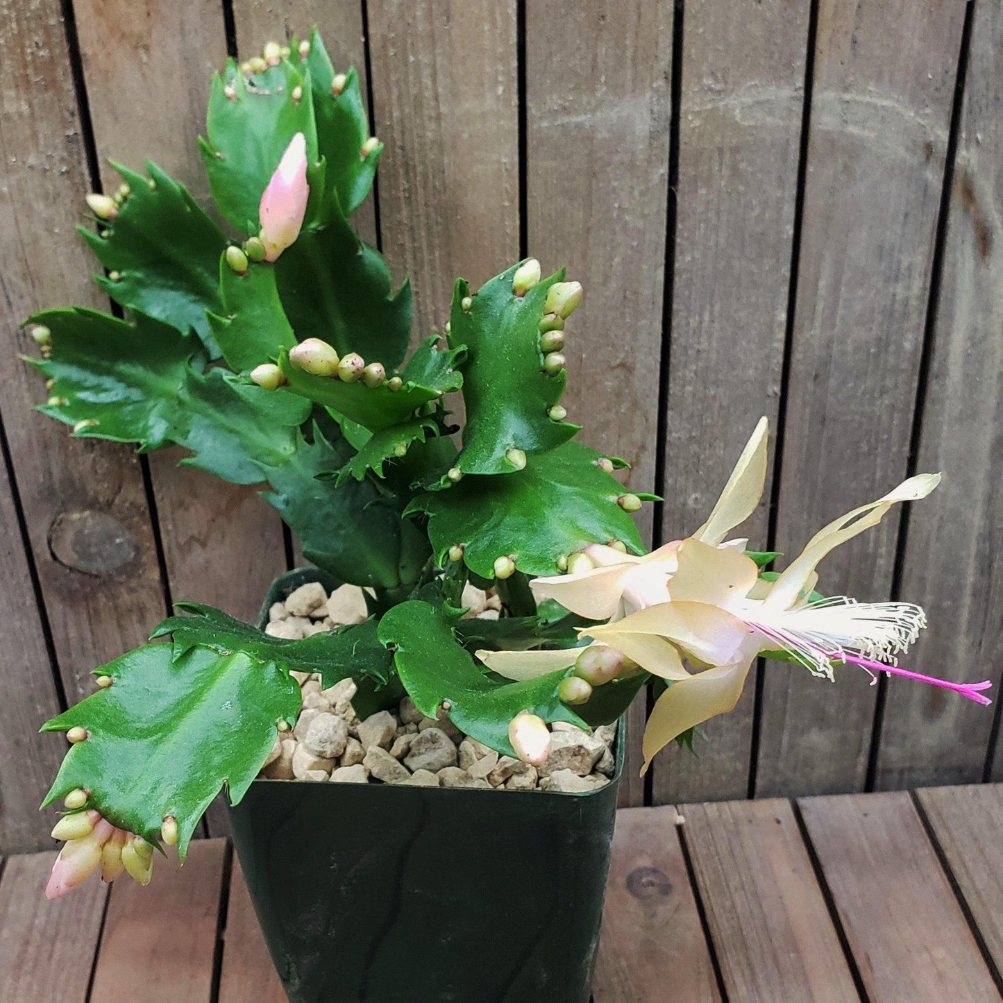 White Thanksgiving Cactus 'Schlumbergera truncata'