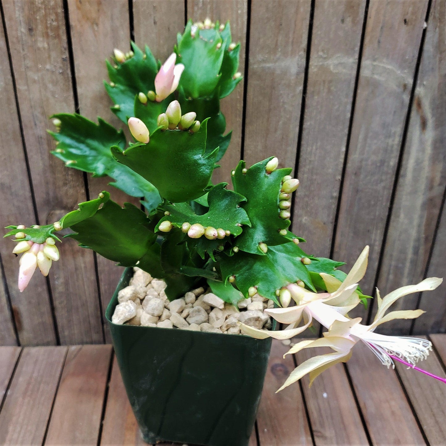 White Thanksgiving Cactus 'Schlumbergera truncata'