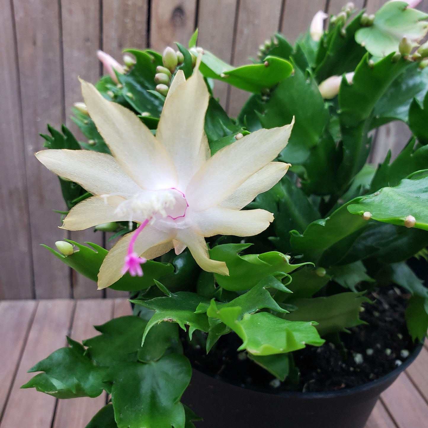 White Thanksgiving Cactus 'Schlumbergera truncata'