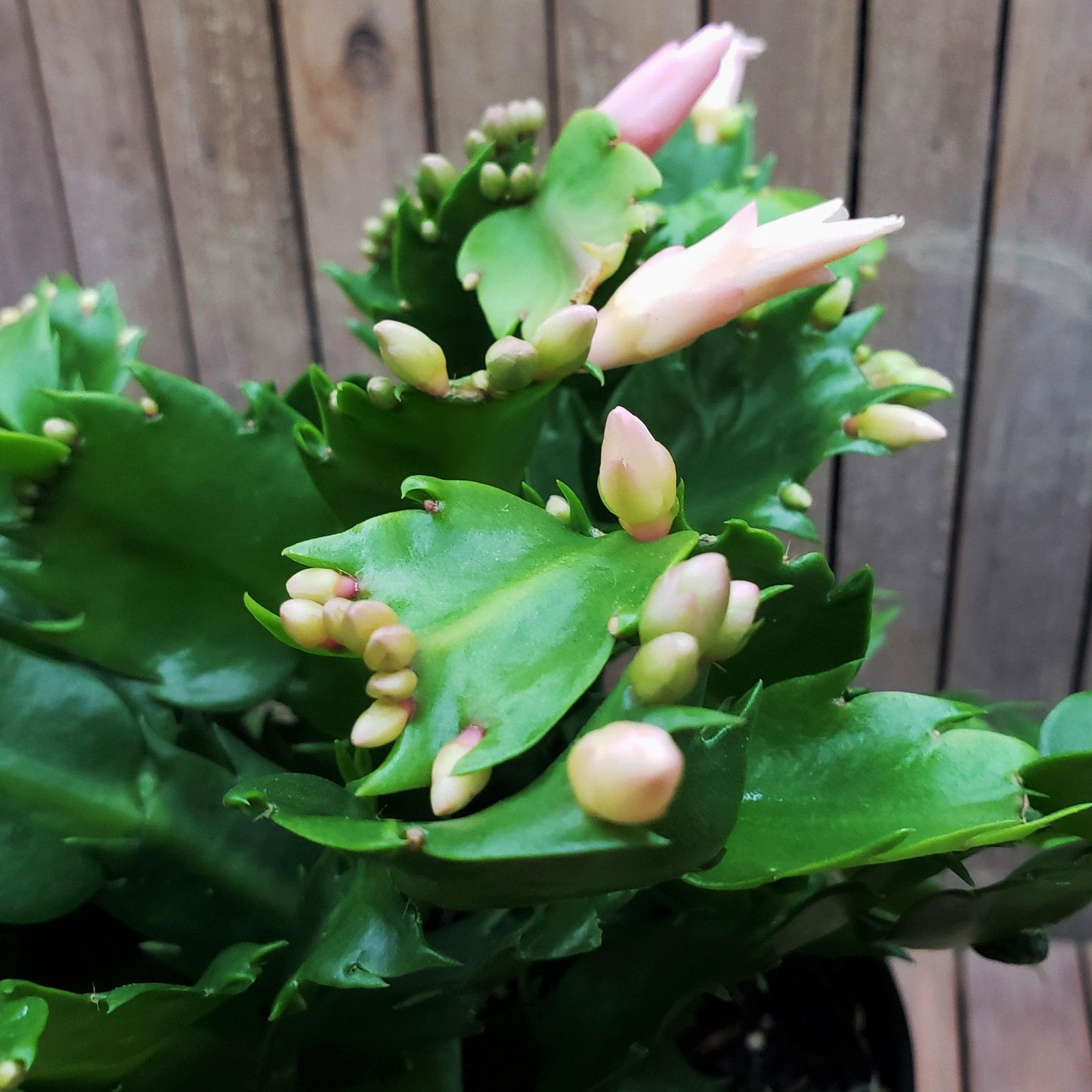 White Thanksgiving Cactus 'Schlumbergera truncata'