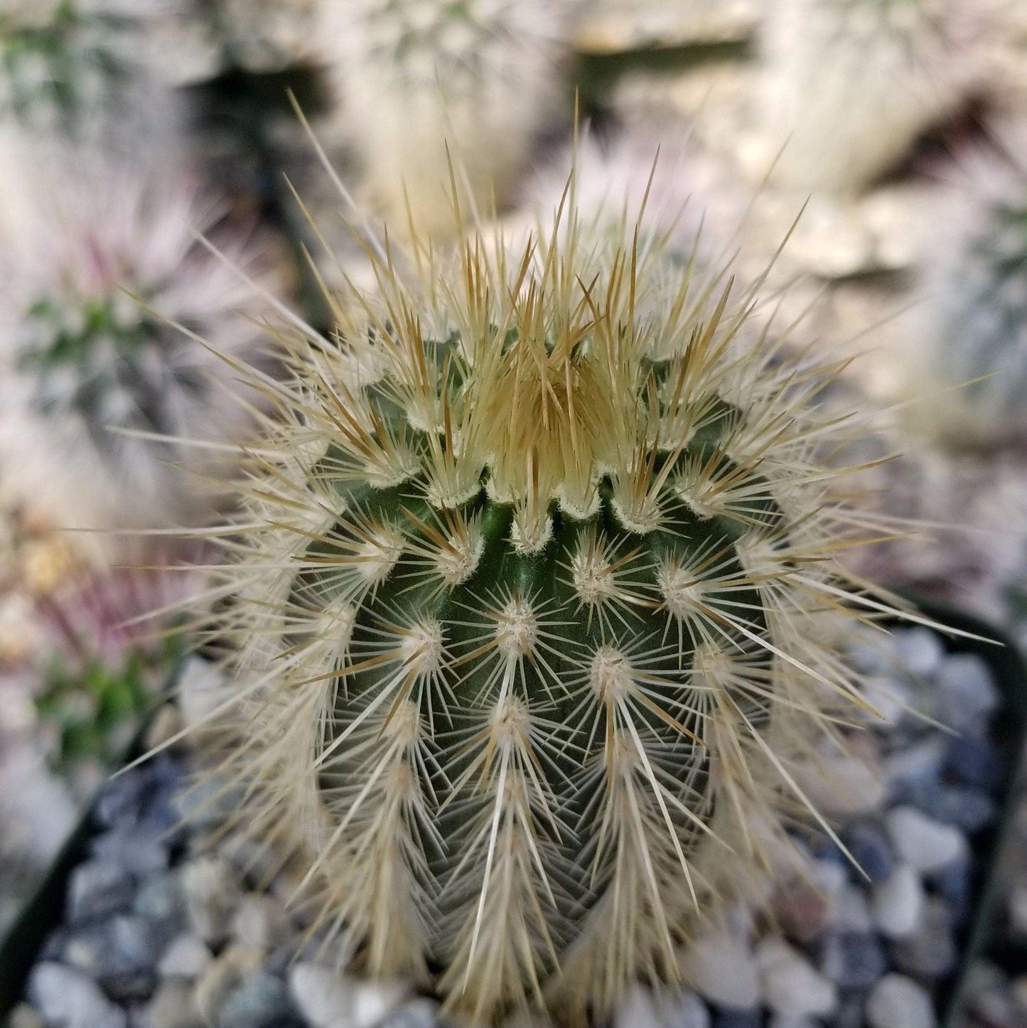 Echinocereus russanthus weedinii
