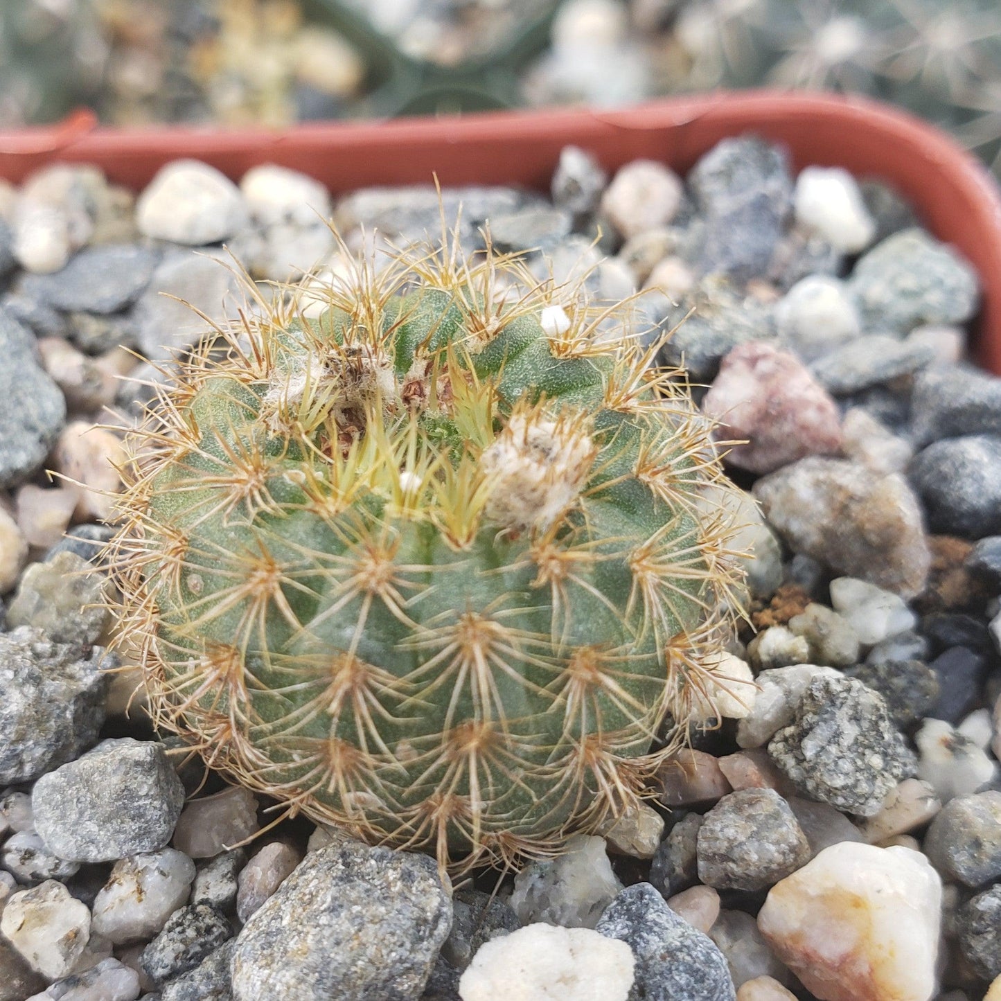 Frailea heliosa