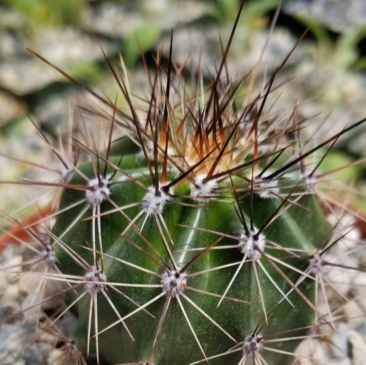 Saguaro Cactus 'Carnegiea gigantea'