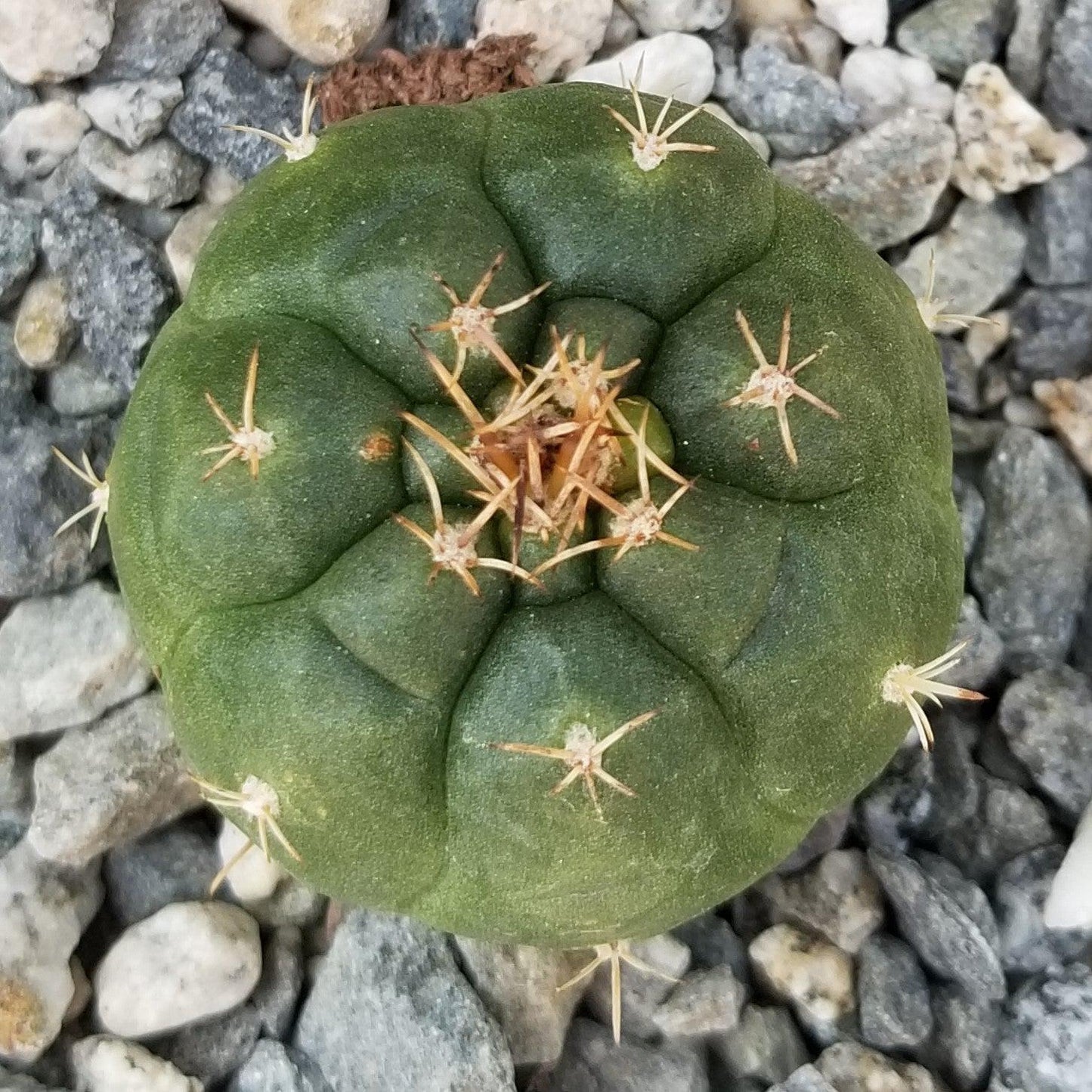 Matucana oreodoxa