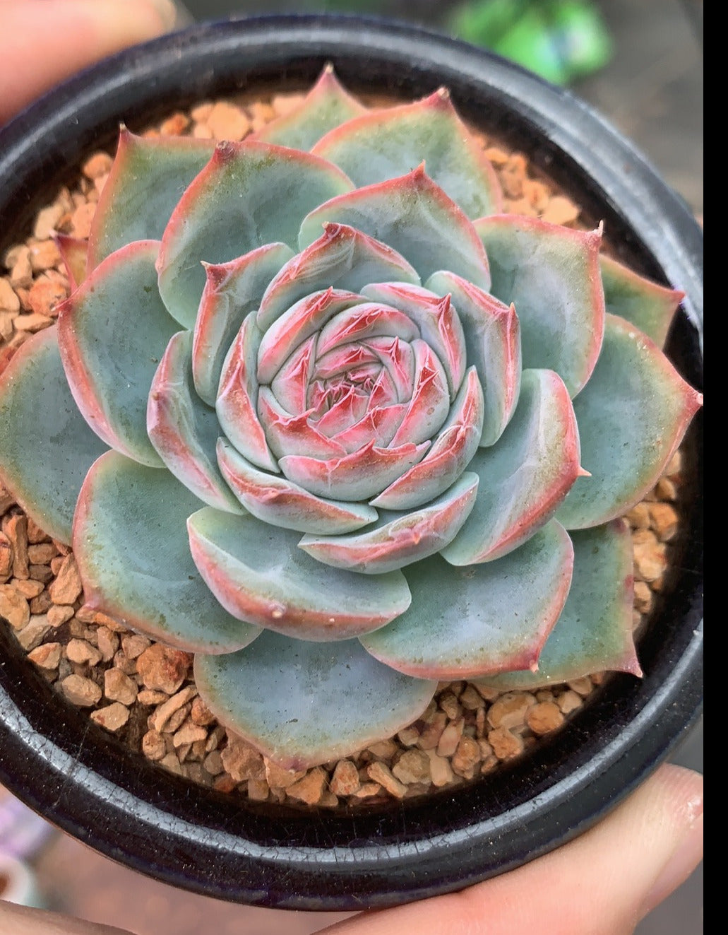 Echeveria silhouette