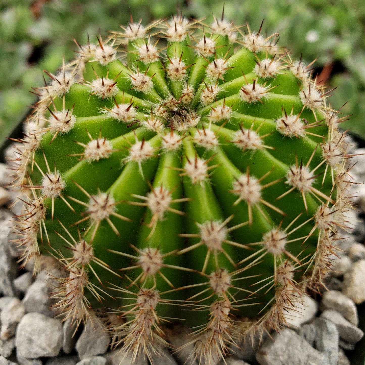 Easter Lily Cactus 'Echinopsis oxygona'