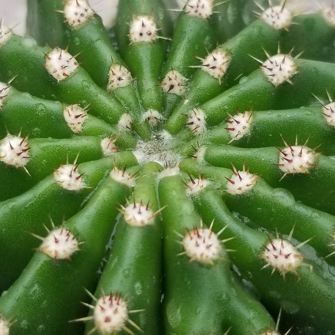 Echinobivia Hybrid Rainbow Bursts