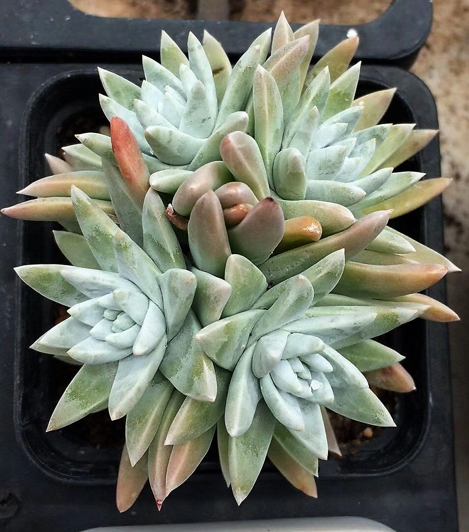 Dudleya greenei/white sprite
