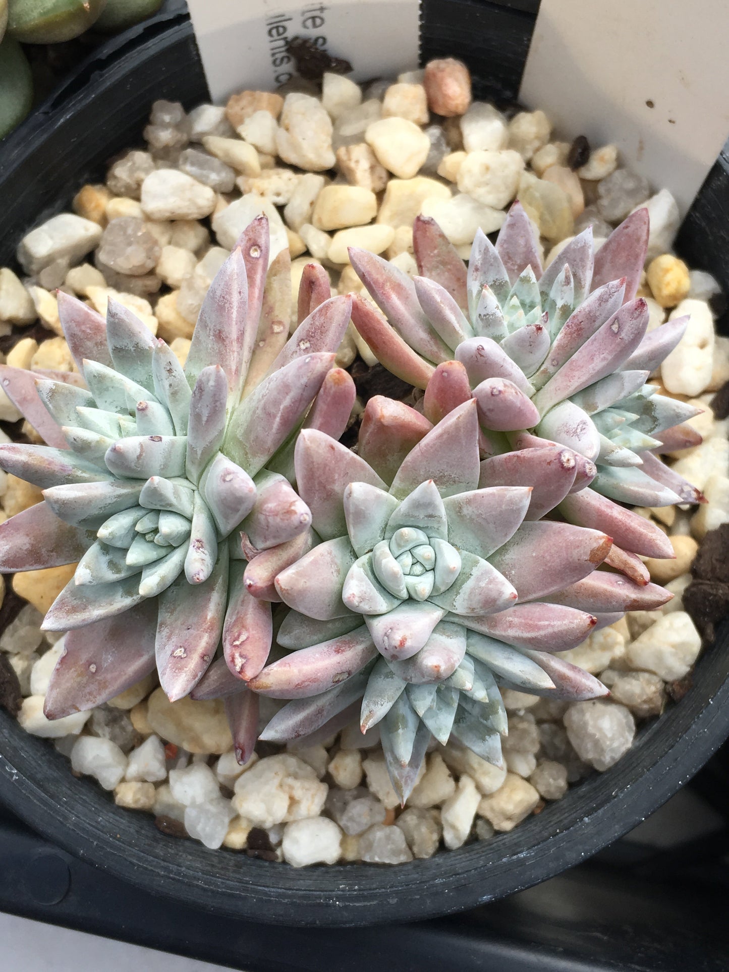 Dudleya greenei/white sprite