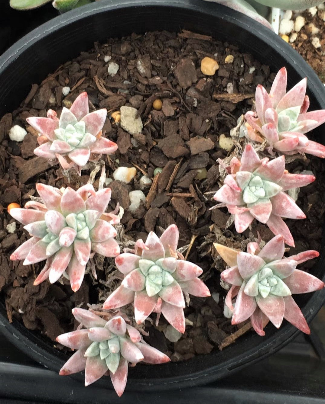 Dudleya greenei/white sprite