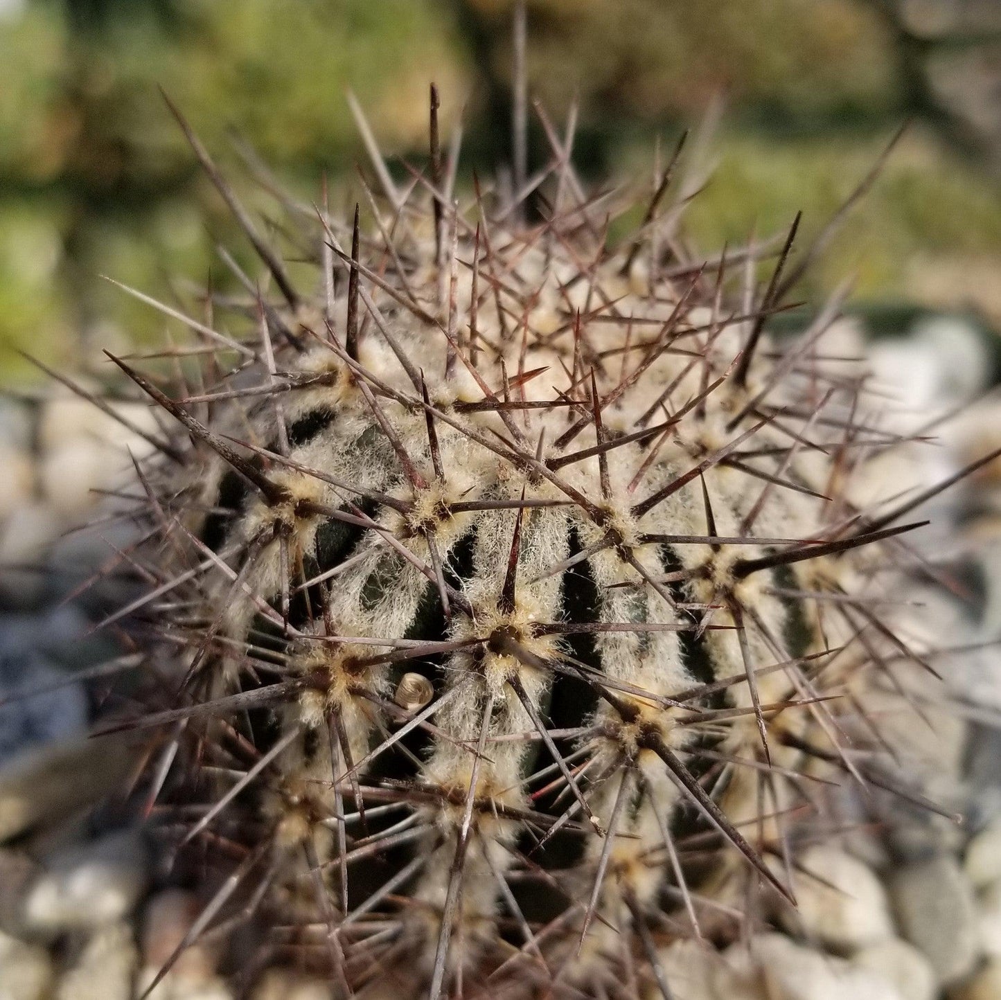 Echinopsis cv. Haku-Jo.