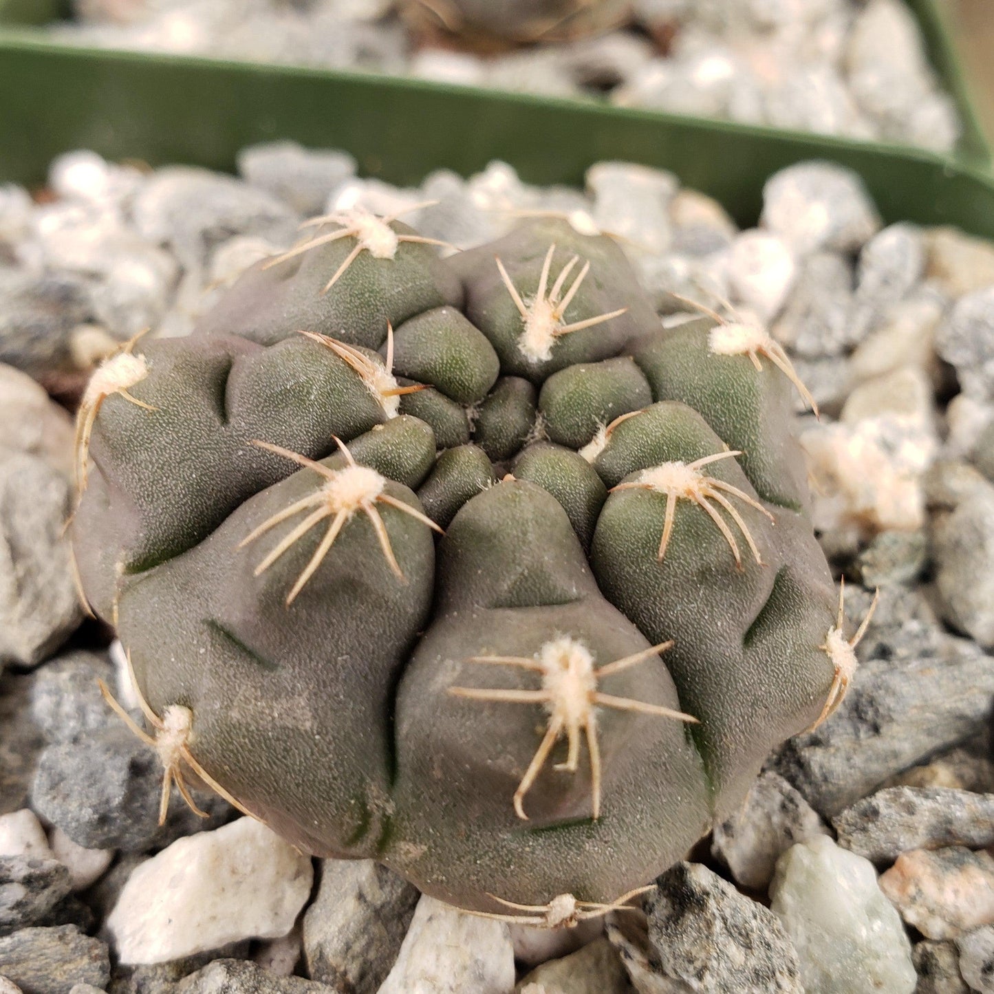 Gymnocalycium lukasikii