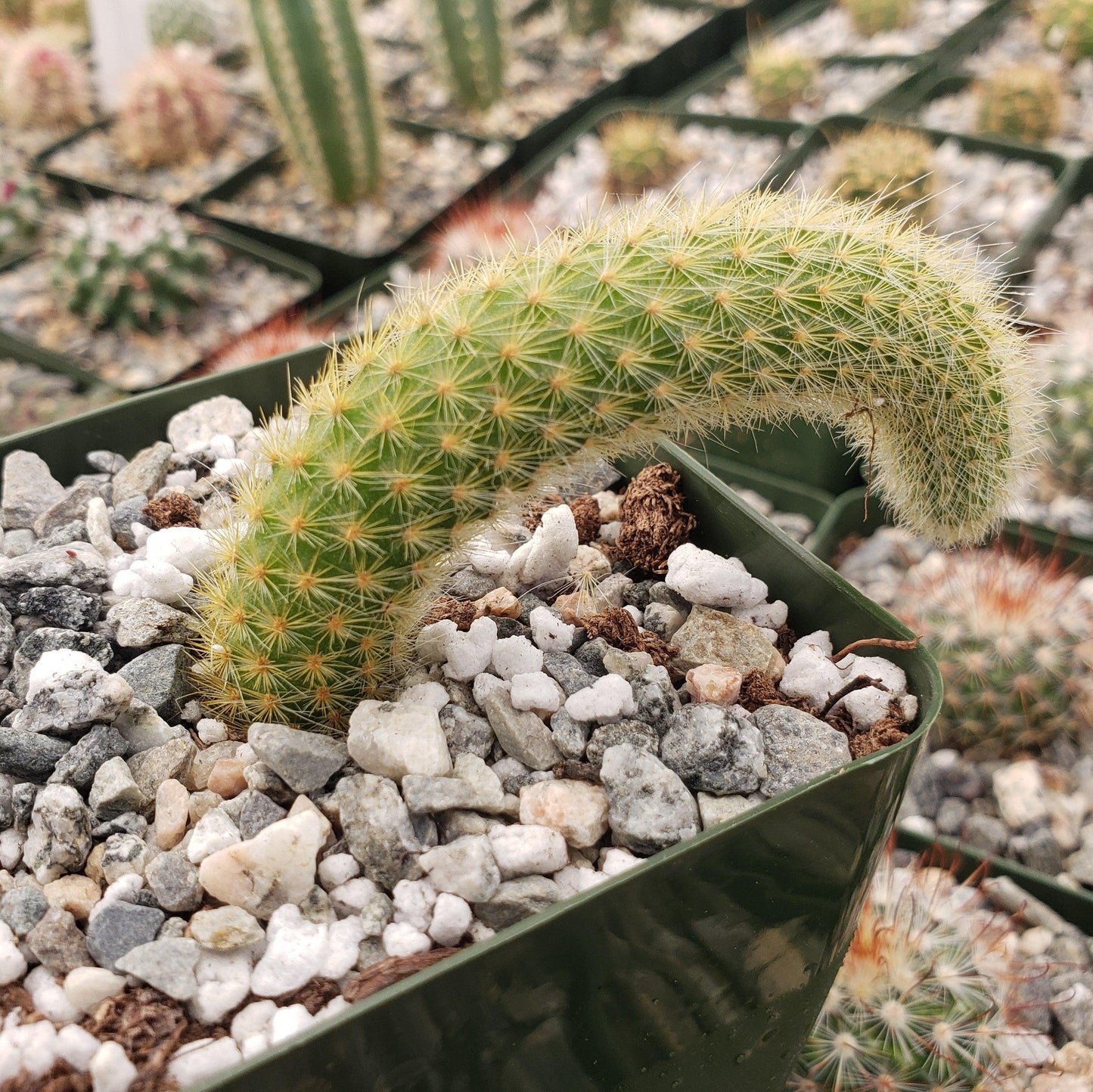 Monkey Tail Cactus – Cleistocactus colademononis