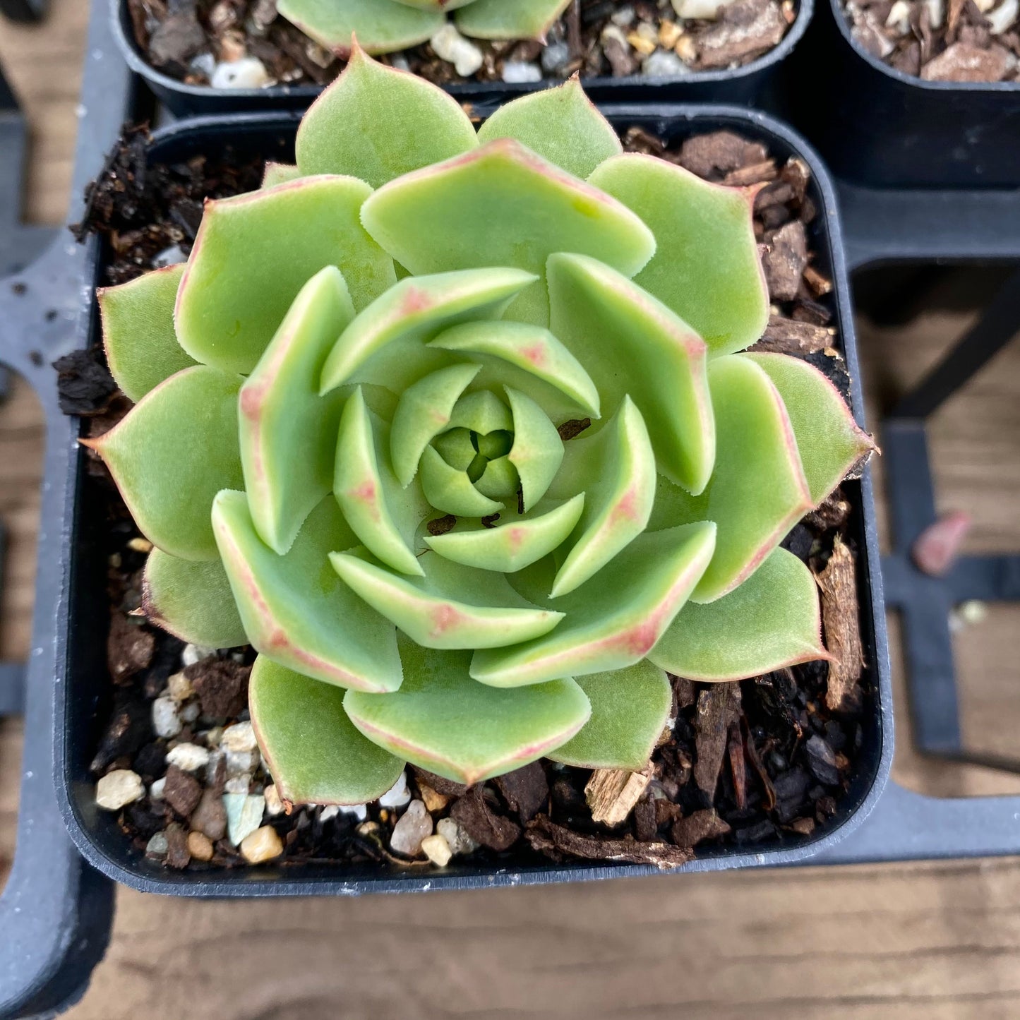 Echeveria ramillette